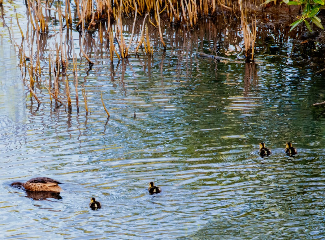 Baby Ducks Are Showing up in Virgin Islands Ponds | St. John Source