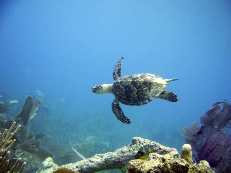 Participate in Ocean Week and Make a Difference for the Virgin Islands’ Marine Environment