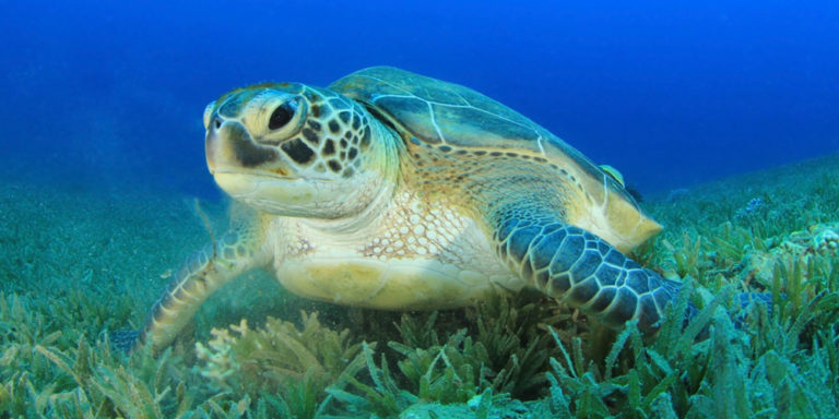 Endangered Species Day:  Conservation Efforts Helping Turtles
