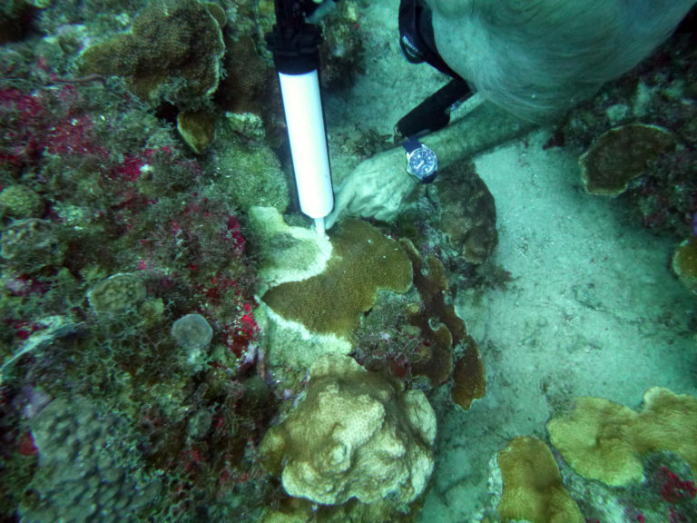 Coral Disease Part 2 – Strike Teams Fight Underwater