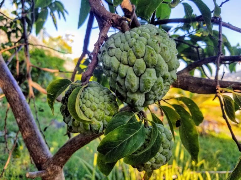 Op-Ed: Virgin Islands a Fertile Landscape for an Abundance of Fruits