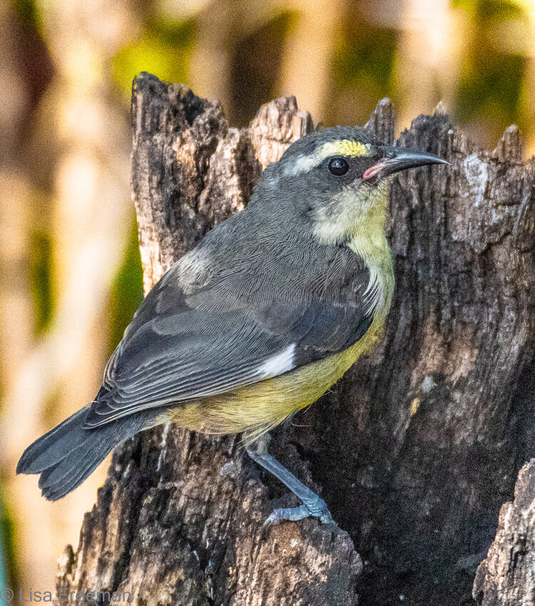 Once common on St. Croix, the Bananaquit, or “sugar bird,” has diminished in number with the disappearance of sugar cane plantations. (Photo by Robbie Lisa Freeman)