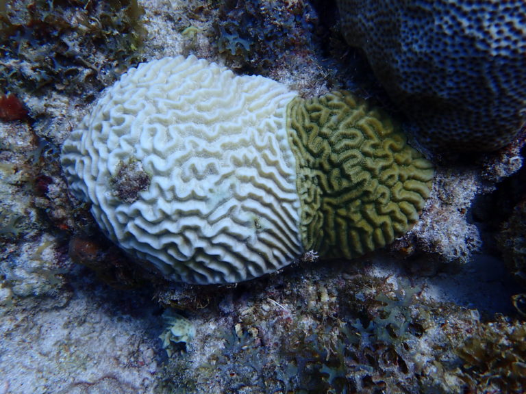 Feds Giving USVI $280,000 for Coral Restoration and Combating Invasive Species