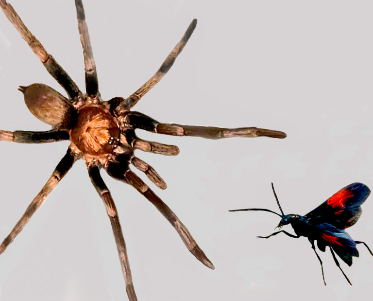 Fright Week: Tarantula vs. Wasp