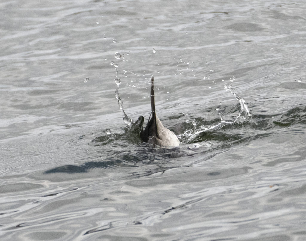 The bufflehead’s stiff tail sticks up as it dives. (Photo by Gail Karlsson)