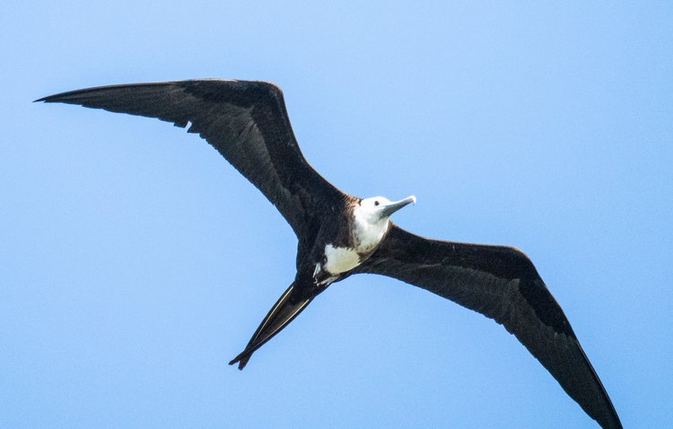 A frigatebird has the ability to glide over thousands of miles of water during months-long transoceanic migrations. And though they look like they’re slowly soaring, frigatebirds are fast flyers, speeding across the oceans at an estimated 95 mph and at altitudes upward of 12,000 feet, or as high as the Rocky Mountains, where freezing conditions exist. No other bird has been found to fly so high relative to sea surface. | Photo by Robbie Lisa Freeman.