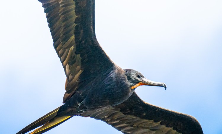 Despite transoceanic migrations, frigatebirds cannot rest on the surface of the sea when tired or dive into the water for fish, like pelicans and other sea-going birds. By a quirk of evolution, these birds are missing a uropygial gland, the oil gland just above the tail that allows most water birds to preen their feathers with oil to waterproof them. So how do they eat when migrating for months? The frigatebird dines on the fly, literally, grabbing jumping fish in midair, or skimming the sea’s surface for tuna, herring, and other treats. | Photo by Robbie Lisa Freeman.