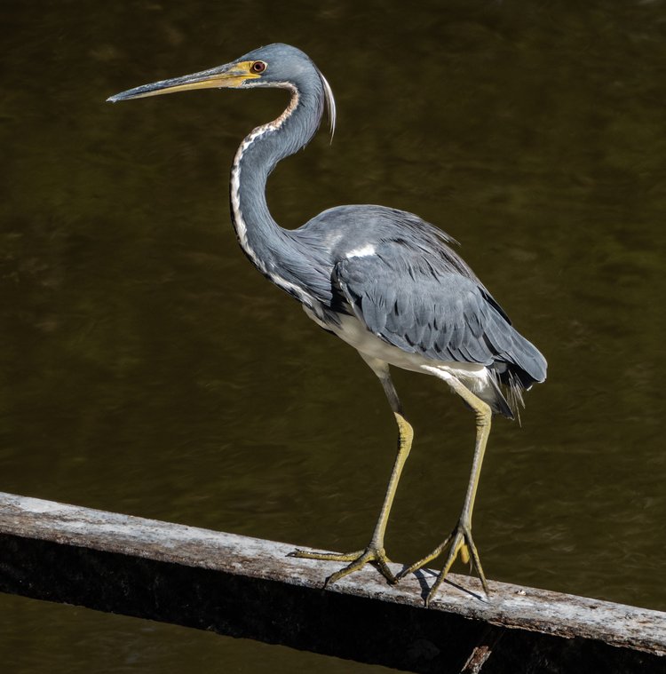 The Tricolored Heron sports plumage of blue-gray, maroon, and white. He can be distinguished from other herons by the white stripe down his sinuous neck and a white belly. Breeding birds have small white plumes extending from the back of the head, a blue patch of skin around the bill, and pink legs. Photo courtesy of Randy Freeman.