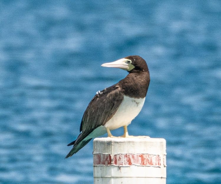 Of the three known species of Brown Boobies, the “Atlantic Booby” is the one that breeds in the Caribbean. Bearing the same brown and white plumage as other species of boobies, the Atlantic Booby can be distinguished by its mostly yellow-orange facial skin, a dark spot in front of the eye, a pale yellow or straw-yellow bill, and yellowish feet. | Photo courtesy of Randy Freeman.