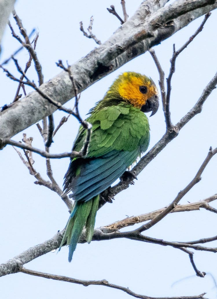 The Brown-throated Parakeet, also known as the St. Thomas conure or the brown-throated conure, is a species of parrot that is endemic to the U.S. Virgin Islands, some French Caribbean Islands, and other countries of South and Central America, and Mexico. They flourish in subtropical or tropical dry forests, moist lowland forests, and dry scrub. Here, they clamored about in the treetops, looking a bit soggy and bedraggled from the rain. | Photo courtesy of Randy Freeman.