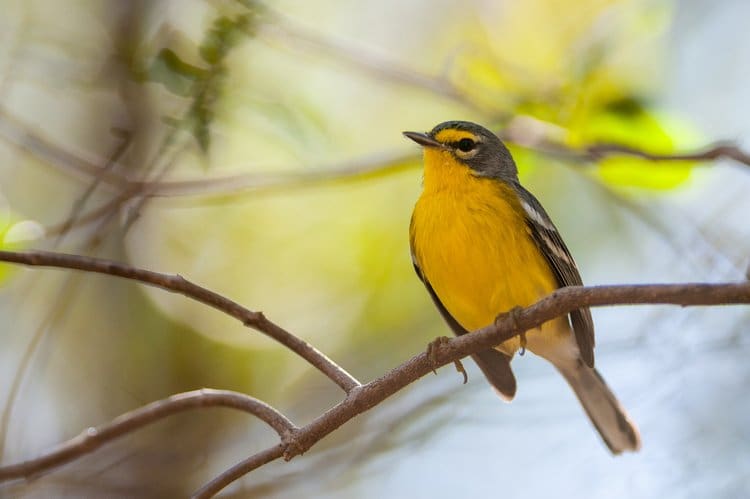 Originally thought to only inhabit Puerto Rico, this tiny gray and yellow Adelaide’s Warbler was spotted on St. Thomas in 2012 and on St. John in 2013, according to local records. It’s “twin,” the St. Lucia Warbler, which I had seen two years prior on St. Lucia, was at one time classified as an isolated subspecies of the Adelaide’s. Photo courtesy of Frantz Delcroix, Presidente of AMAZONA, a Guadeloupe NGO. | www.amazona-guadeloupe.com.