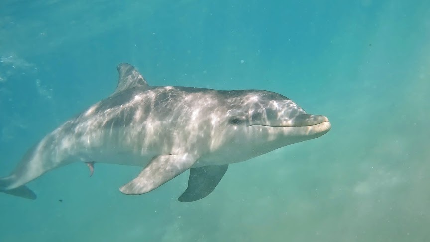 A dolphin swims in Magens Bay on Monday on St. Thomas. (Photo by Sara Smolett)