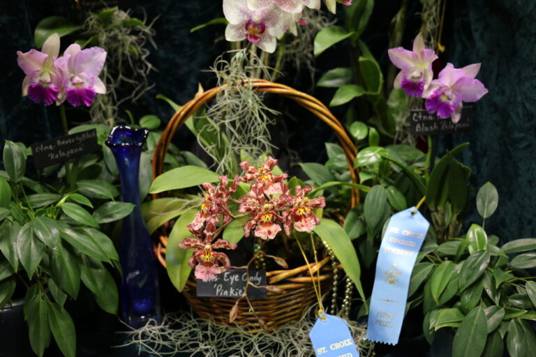 The St. Croix Orchid Society Presents the 50th Annual Orchid Show and Sale