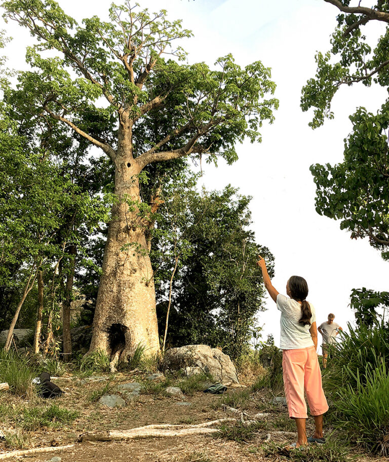 Elegy for the St. John Baobab Tree