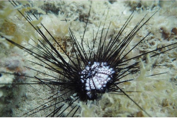 Sea Urchins and Elkhorn Coral Face Separate, Unidentified Risks