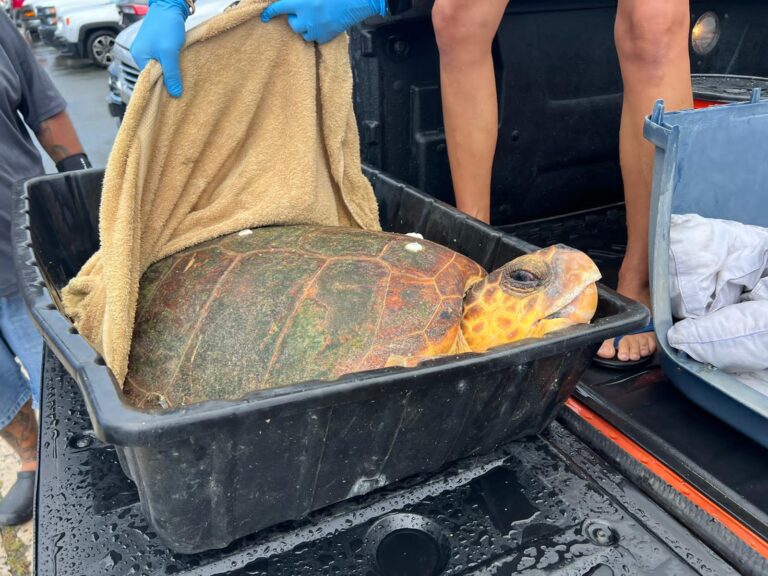 Injured Rare Loggerhead Turtle Being Treated By Coral World Ocean and Reef Initiative