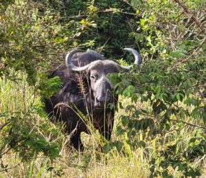 A Cape Buffalo (Shaun A Pennington photo)