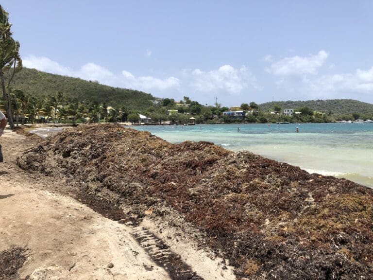 Sargassum Emergency Focuses on Health Protections