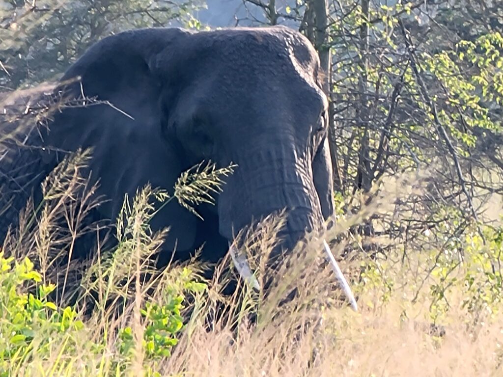 An African bush elephant. (Shaun A. Pennington photo)