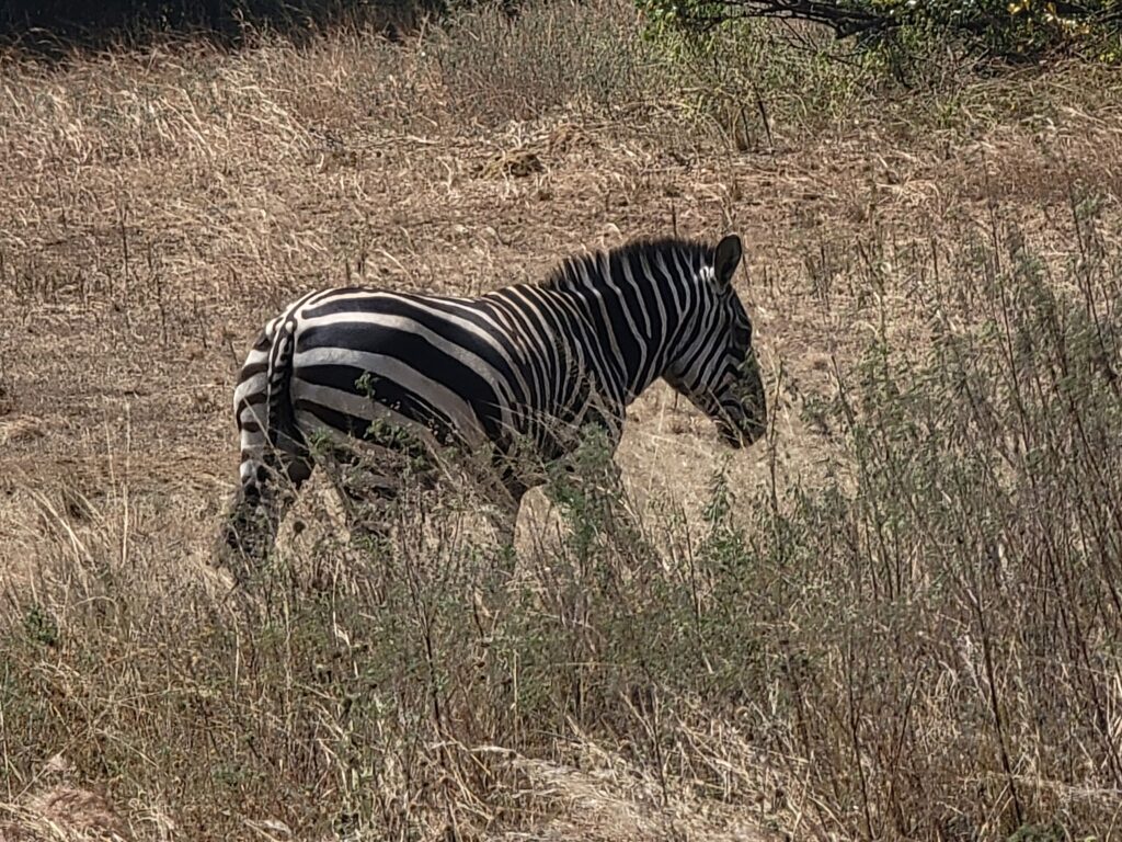 A Bruchell’s  zebra. (Shaun A. Pennington photo)