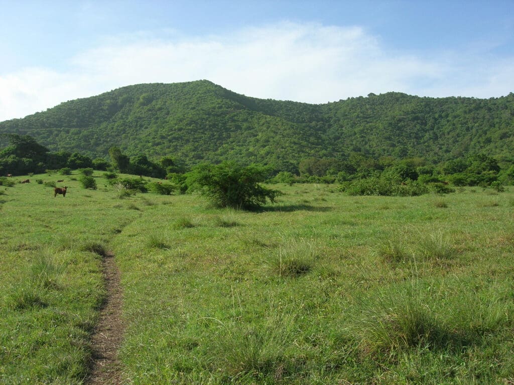 Estate Hermitage Valley where Senepol cattle feeding in the back ground of of Blue Mountain and Mount Eagle ranges. (Photo by Olasee Davis)