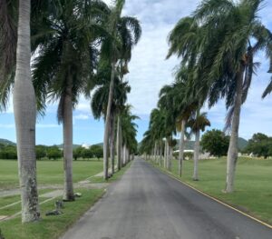 The royal palm trees that line the drive to UVI in Estate Golden Grove on St. Croix. (Photo by Olasee Davis)
