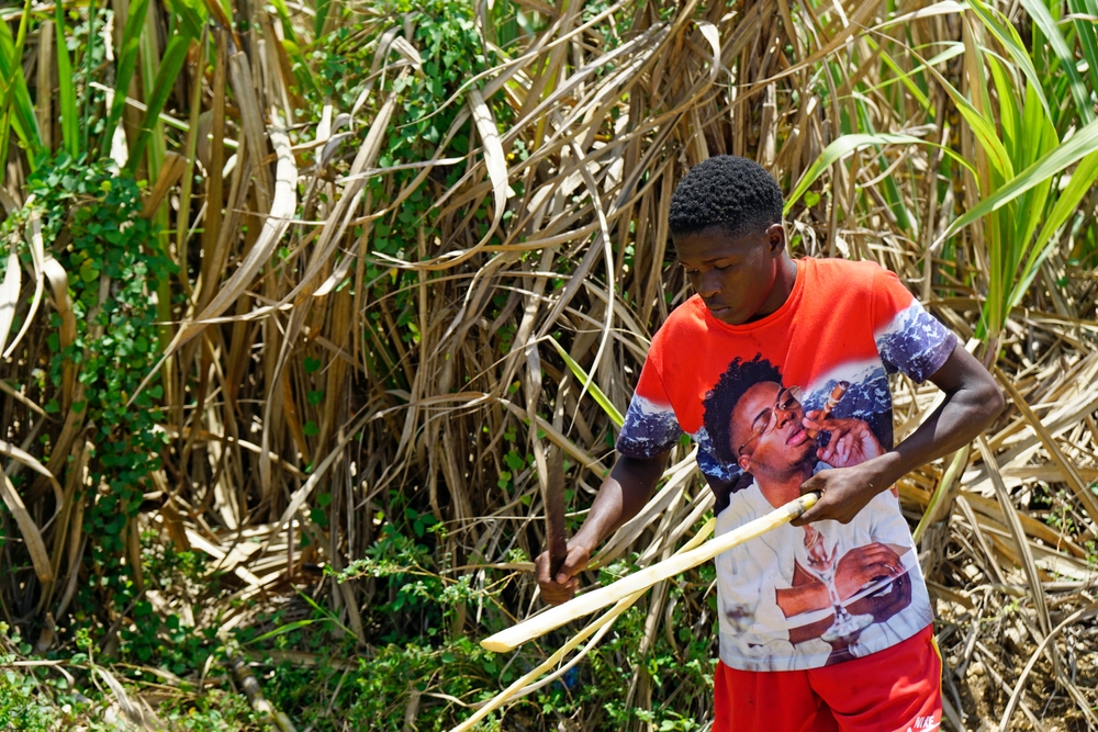 A Haitian boy cuts sugar cane in La Romana, Dominican Republic, where the Central Romana Corporation plantation is located. (Shutterstock photo)