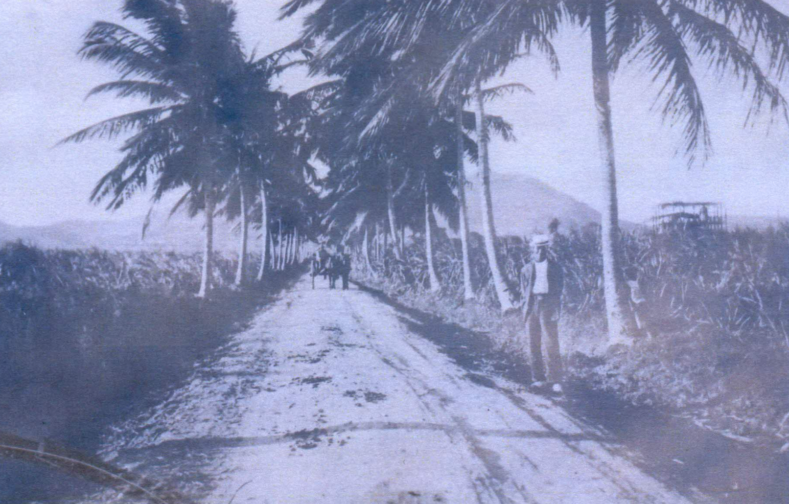 A historic photo of coconut trees (Cocos ncifera) planted at Estate Castle Burke on St. Croix. (Photo courtesy of Olasee Davis)