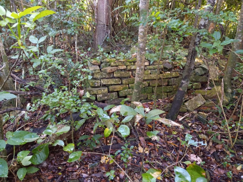 Estate Annaly Slave gravesite has grown into a forest for more than 300 years. You can see graves among the trees. Some trees are growing out of the graves. (Photo by Olasee Davis)