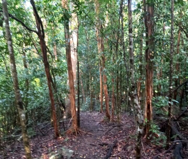 Forestry Inventory of the U.S. Virgin Islands Begins on St. John