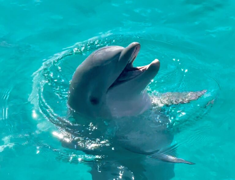 Coral World Park Announces the Birth of a Female Dolphin Calf