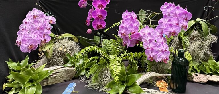 St. Croix Orchid Society’s “Orchid Diamond Extravaganza!” in Video and Photos