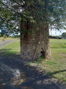 This late 1700s century water well is located at Estate Lower Love within the Department of Agriculture grounds. The tree growing within the water well is a native (Ficus citrifolia). Aerial roots of the tree are destroying this historic structure. Once was functioning up to the middle of the 19th century. (Photo by Olasee Davis)
