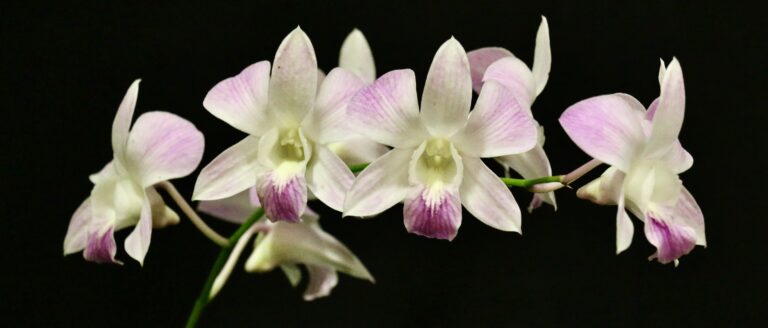 St. Croix Orchid Society’s Show “Orchid Diamond Extravaganza!” Opens Friday
