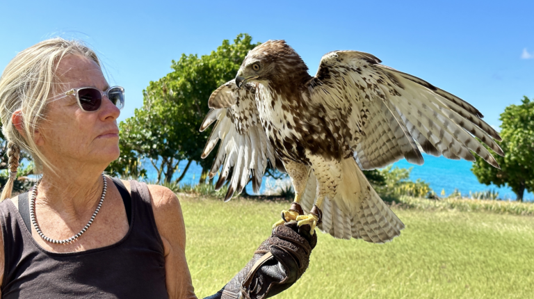 Adonis the Red-tailed Hawk Released After Rehab for a Broken Wing