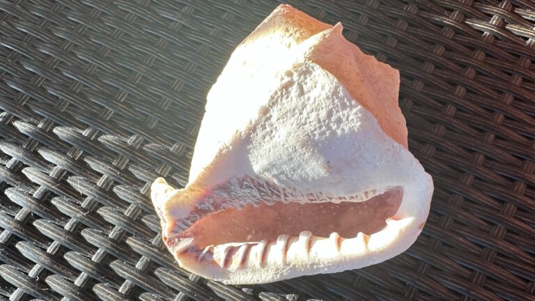 Crucian Couple Concealed Cocaine In Conch, Officials Allege