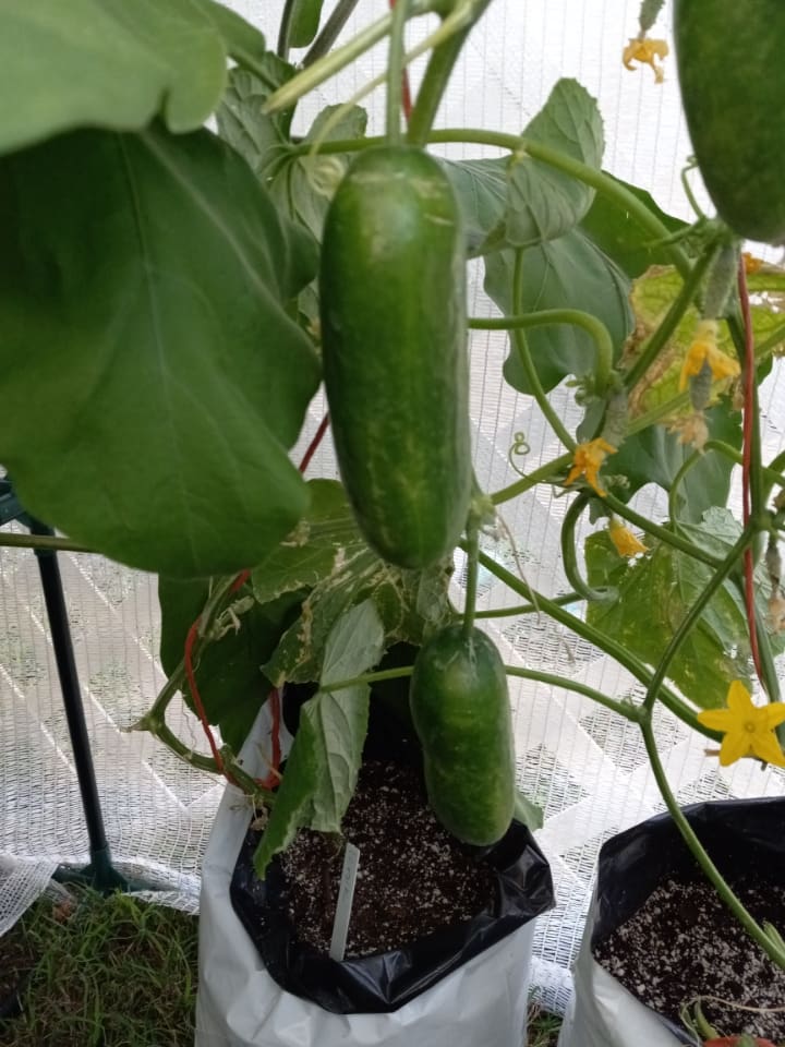 Home-grown cucumbers deliver the best taste. (Photo by Olasee Davis)