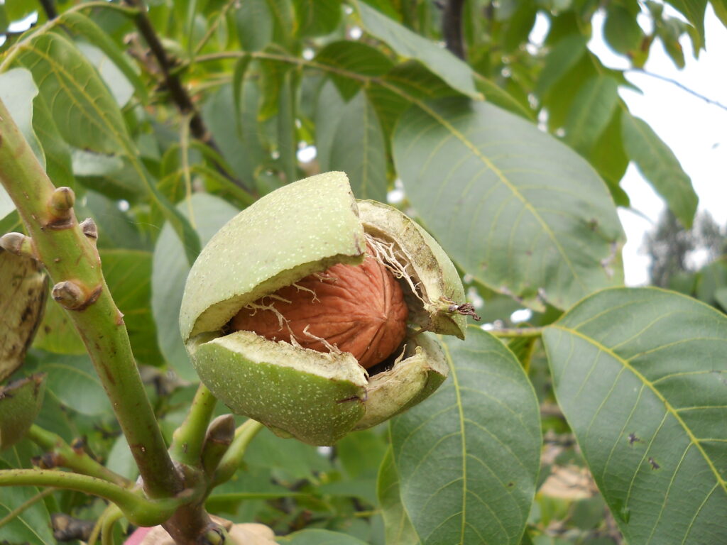Walnut ( Juglans regia). There are about 20 species of deciduous trees of the family Juglandaceae, that native to North and South America, Southern Europe, Asia, and the West Indies. However, eating walnuts regularly may improve brain health and reduce your rick of heart disease and cancer. (Photo by Olasee Davis)