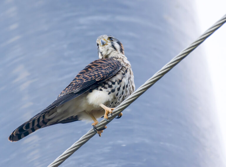 Local Kestrels Are Adapting to the New Composite Utility Poles