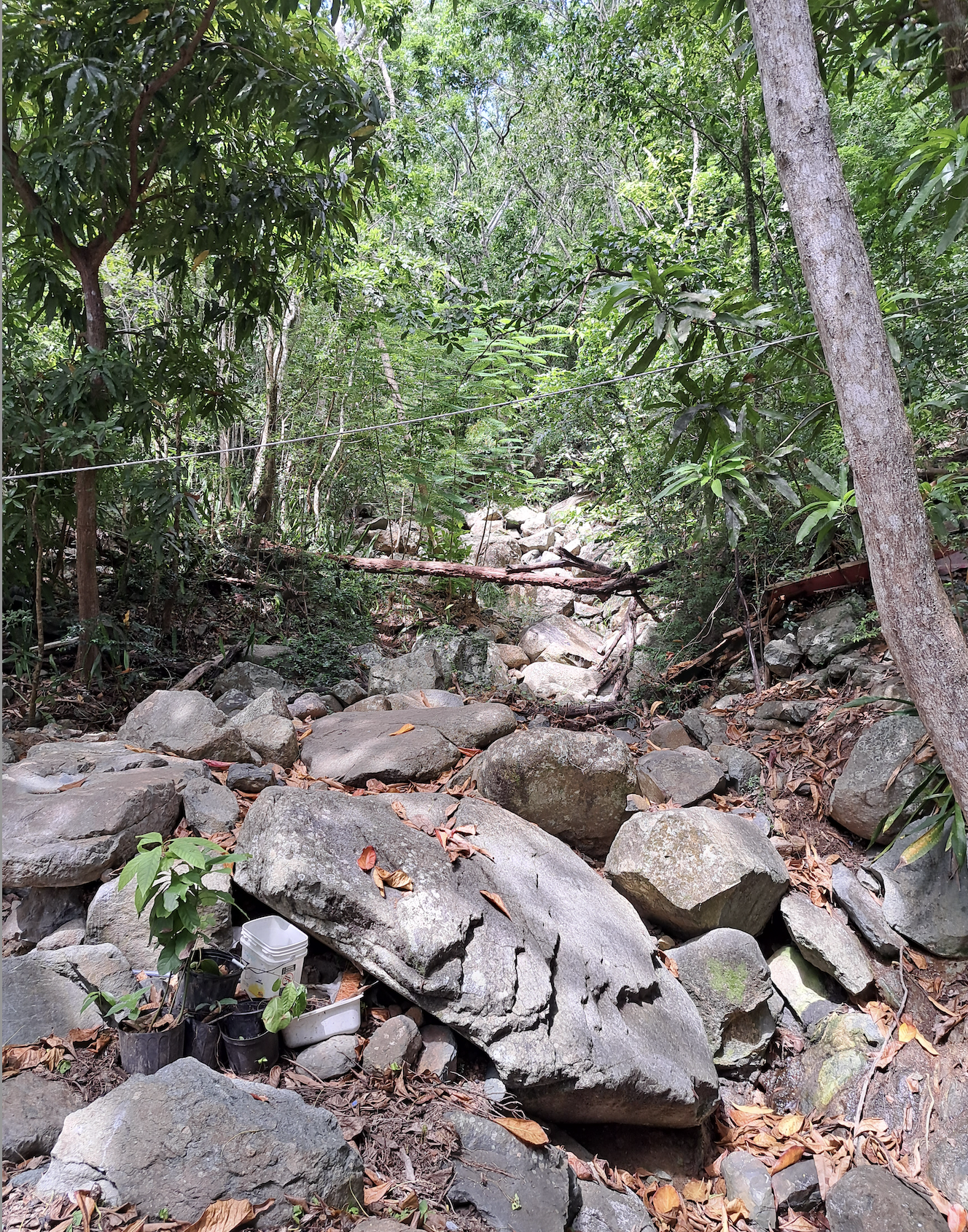 This stream runs down from St. Peter Mountain and drains into the Charlotte Amalie harbor. DeJongh’s gut was where women used to wash clothes. (Photo by Omar Davis)
