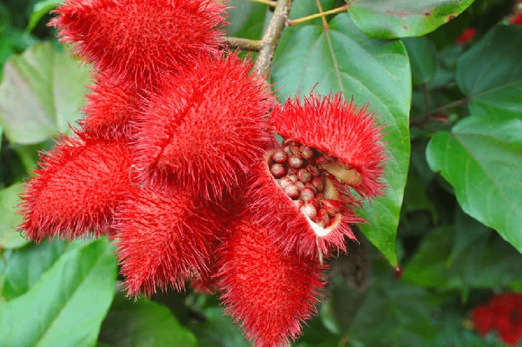 The Amerindians used annatto (Bixa Orellana) daily by painting their bodies to repel mosquitoes. There is a tree at St. George Village Botanical Garden . It is also call Lipstick tree, one of the many common names. (Photo by Olasee Davis)