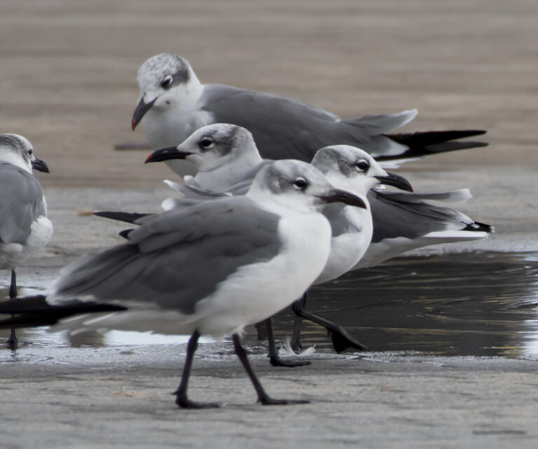 Why Do Laughing Gulls Come to the Virgin Islands for the Summer?