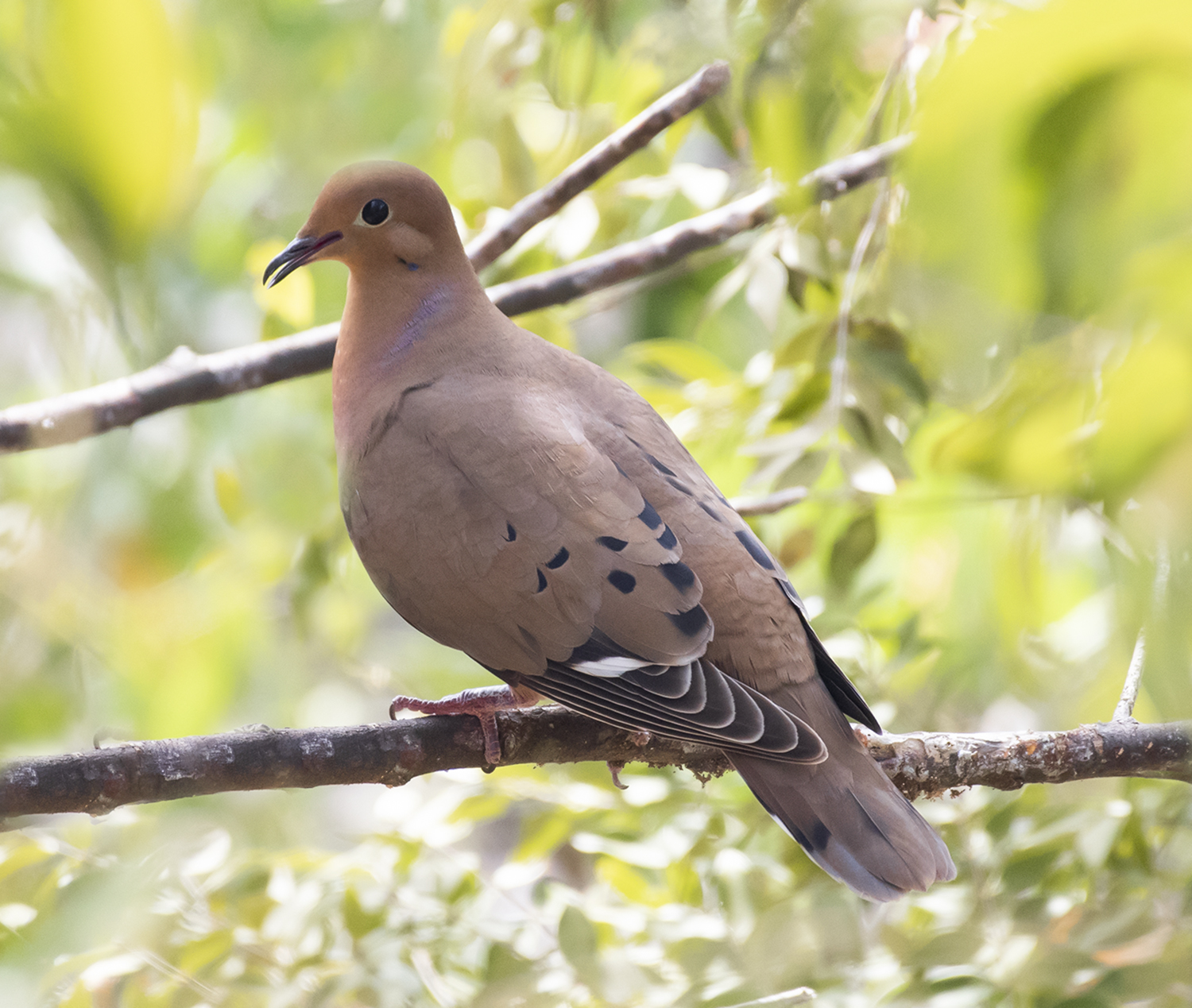 Seeing Zenaida Doves, Not Mourning Doves, in the Virgin Islands | St ...