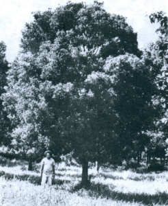 Larry Bough stands next to the “medium leaf” mahogany that was developed by him and other foresters in this photo taken in 1978 in Estate Barren Spot, St. Croix. (Photo by the International Institute of Tropical Forestry) 
