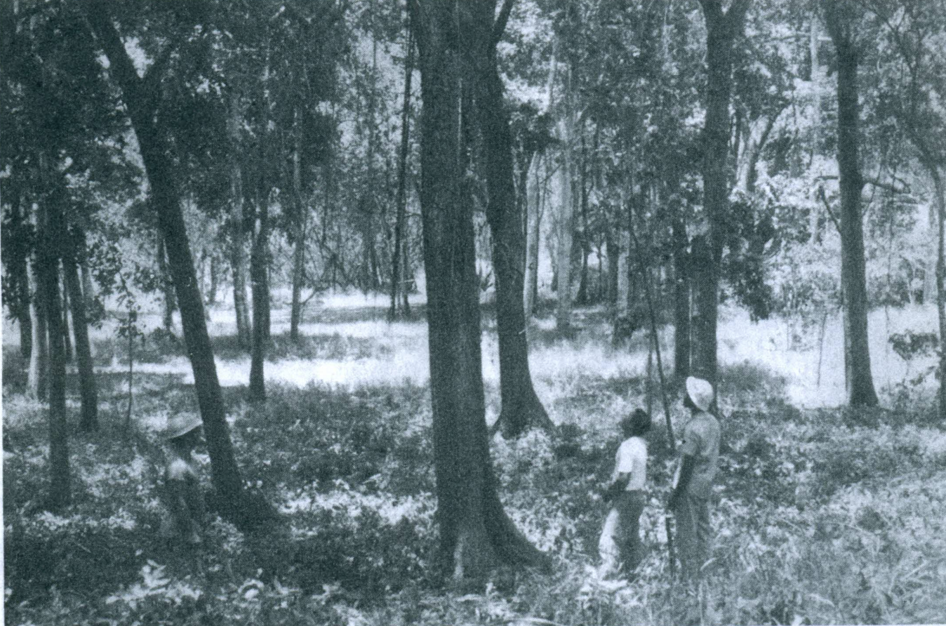 The oldest tree plantation in the Virgin Islands is located at Davis Bay on St. Croix. These Honduras mahoganies were planted in 1908 by the Danish government. Sadly, the mahogany plantation was destroyed when the Carambola Hotel was built in the late 1980s at Davis Bay Beach. (USDA Forest Service photo)