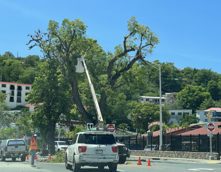 Opinion: Mahogany Trees in Havensight Saved!