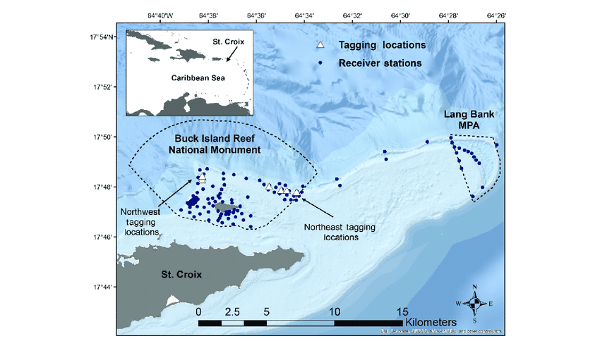 At one time in the geological history of St. Croix, its land mass was large enough to include Protestant Cay, Buck Island, Green Cay, and the shoal areas to the south, and all of Lang Bank to the east of St. Croix that had a common biota, which is different from the northern Virgin Islands. (Image courtesy Olasee Davis)
