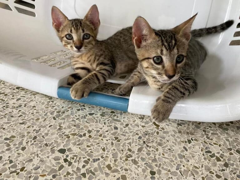 Adopt A Special Pet And Find A Fur-Ever Home!