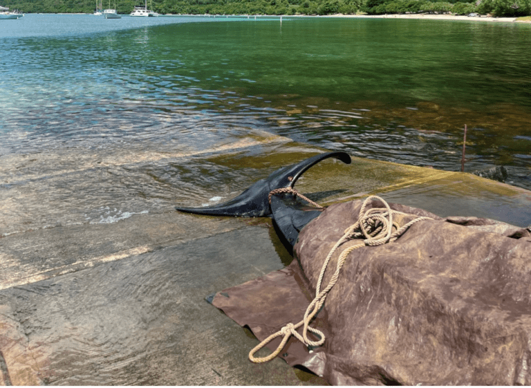 Stranded Whale on STJ Offers Distinct Opportunities