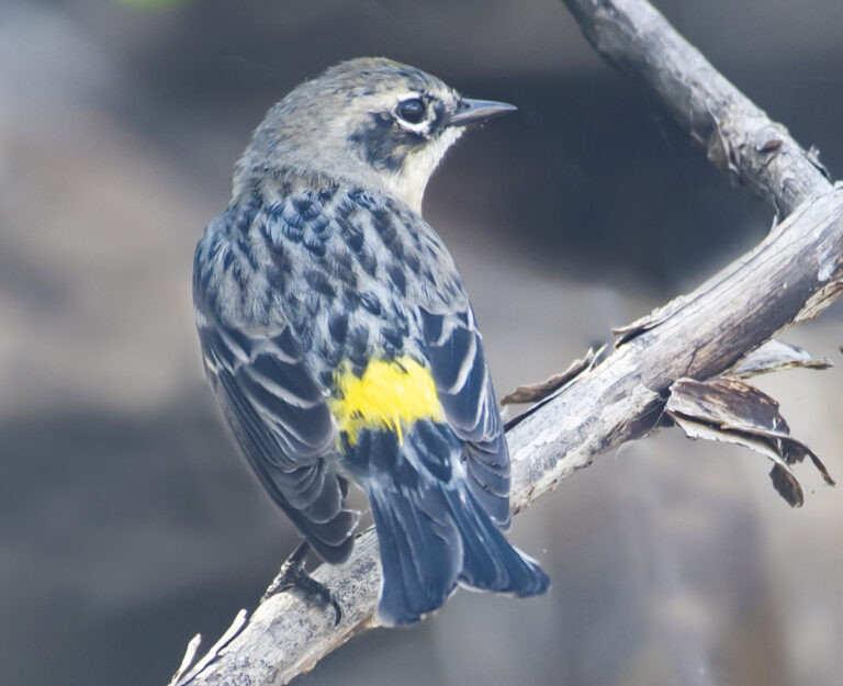 Yellow-rumped Warblers Could be on Their Way to the Caribbean